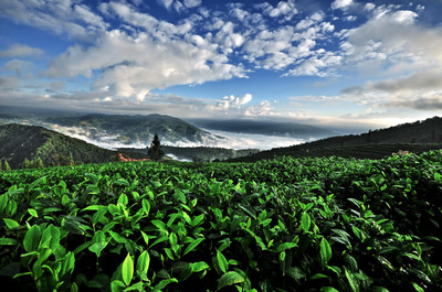 【老包说茶】2018年 或成&ldquo;中期茶元年&rdquo;(下)_财经