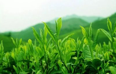在闽南,如何泡一杯&ldquo;最讲究&rdquo;的茶?