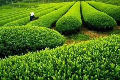 清香四溢 微苦回甘——品味筠连县青山绿水间的茶叶至味