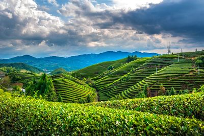 在杭州茶博会上占C位的是……茶叶